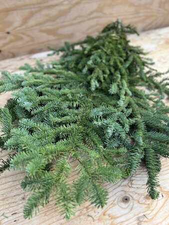 Noble Fir Boughs