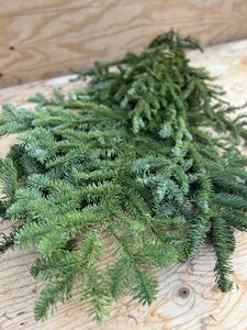 Noble Fir Boughs