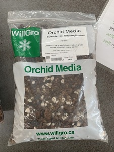Orchid Media (odontoglossum)