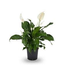 Peace Lily