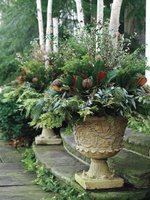 Plants