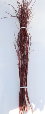 Red Dogwood Large 8+