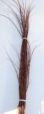 Red Willow Bundle 4'