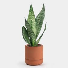 Sansevieria zeylanica