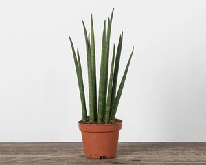 Sansevieria Mikado