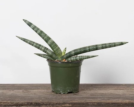 Sansevieria Boncel