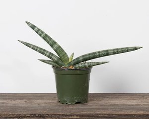 Sansevieria Boncel