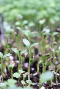 Seed Starting Seminar March 1st