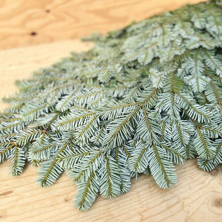 Silver Fir Boughs