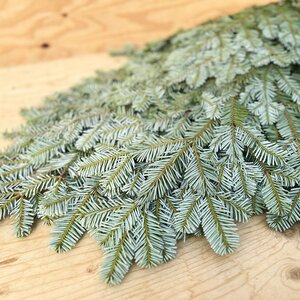Silver Fir Boughs