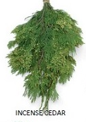 Variegated Cypress Boughs