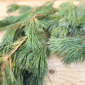 White Pine Boughs