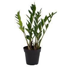 ZZ Plant